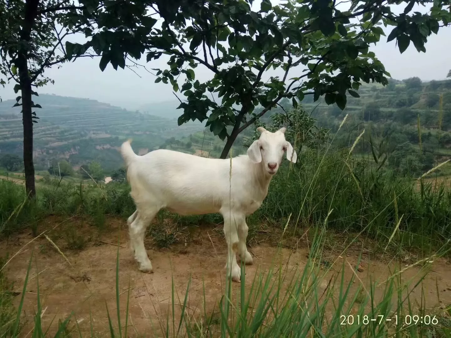 羽悦助手For小红书：多平台秒传+AI创作，小红书爆单快人一步