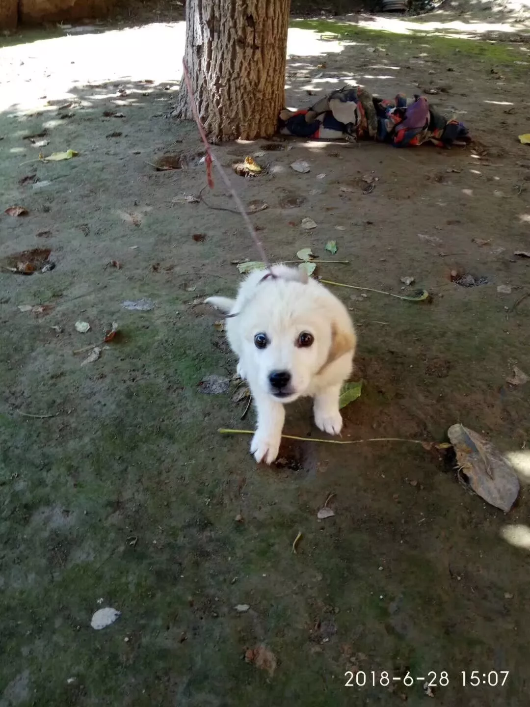 六耳猴神笔马良AI软件：24小时无人直播助力，9大功能加持，一人顶三人，成本直线降！