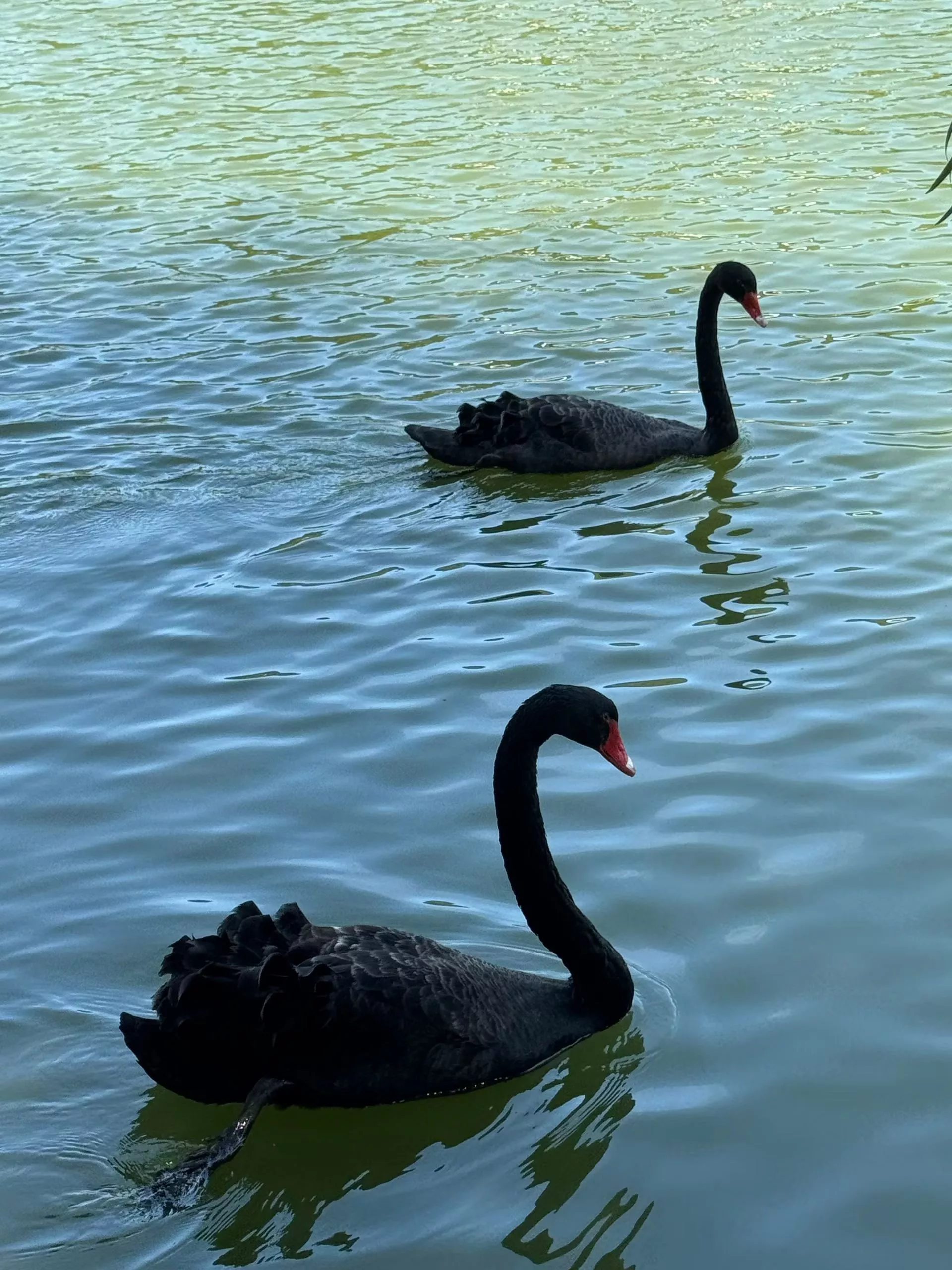 羽悦助手：电商上货黑科技！助力快手日推五百新品